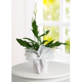 Spathiphyllum Barış Saksı Çiçeği